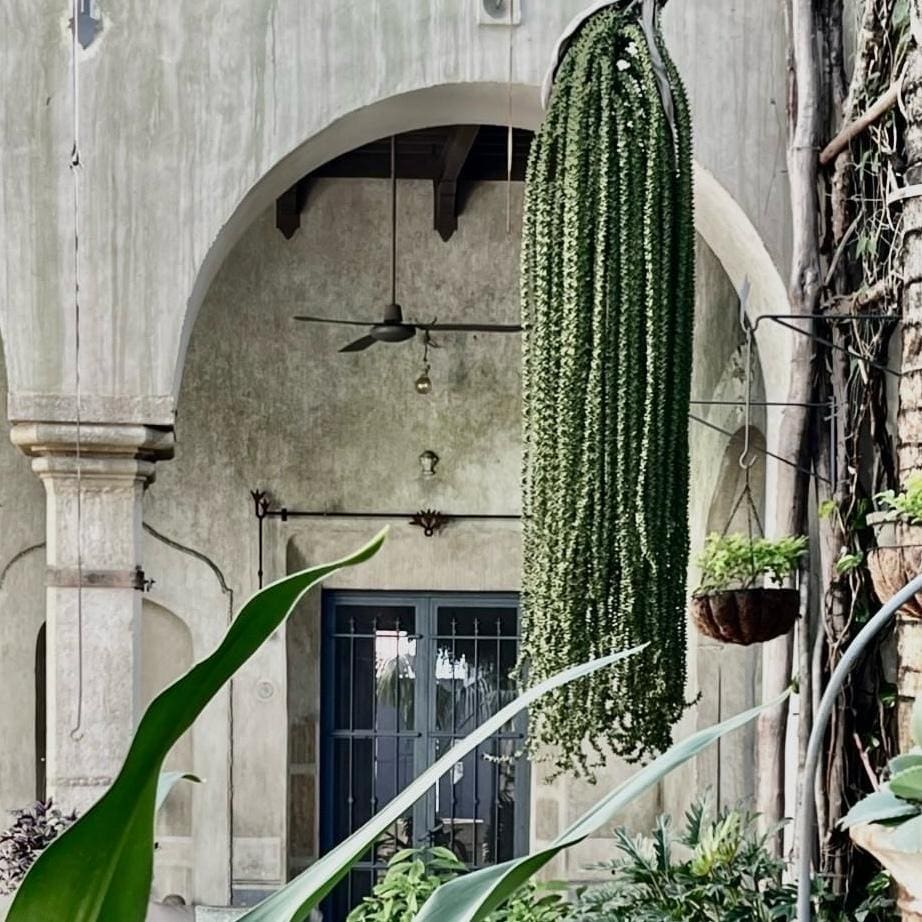 Long green cactus hanging in front of an old stone building.