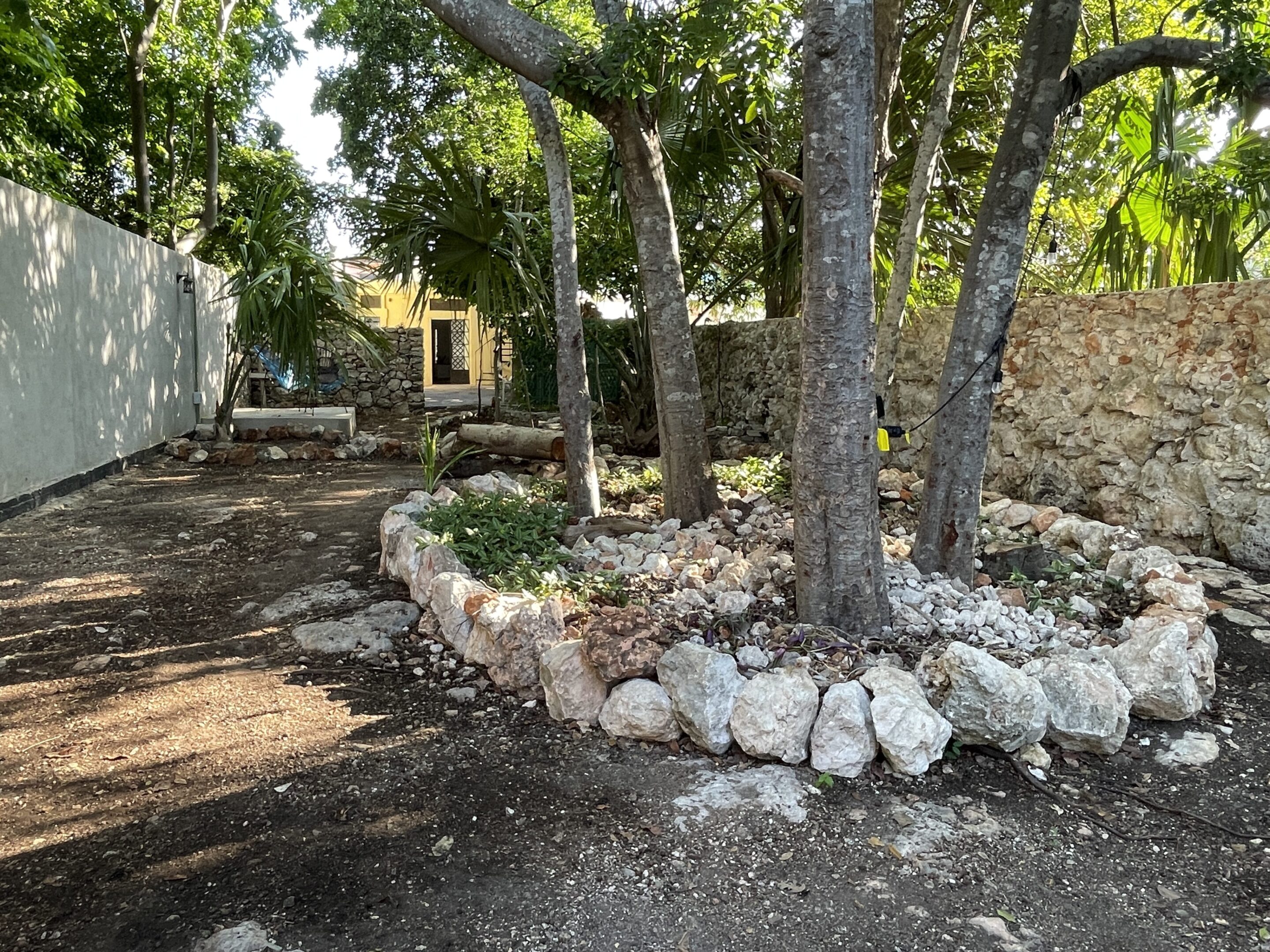A tree is in the middle of a garden.