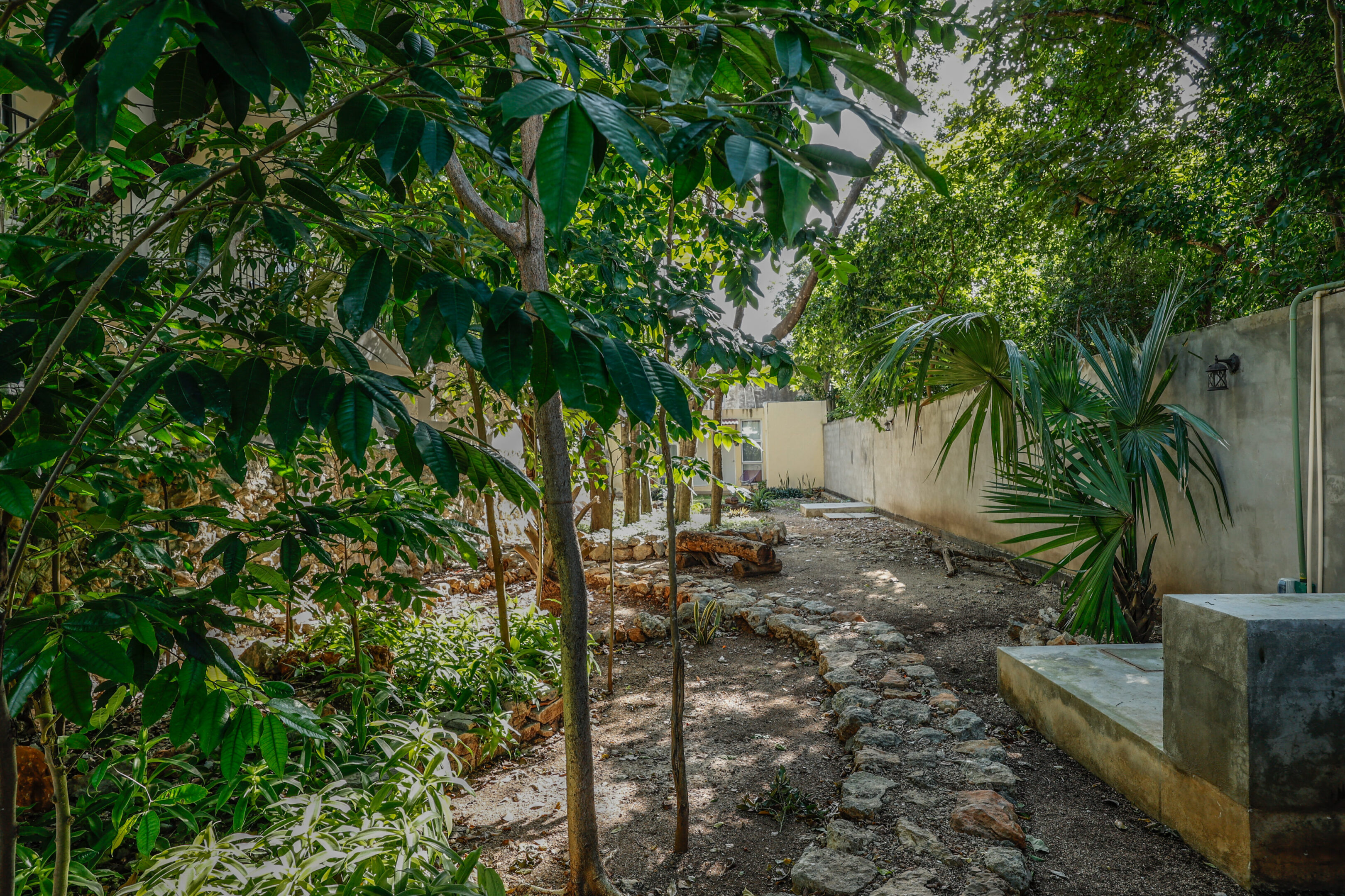 A path in the middle of a garden