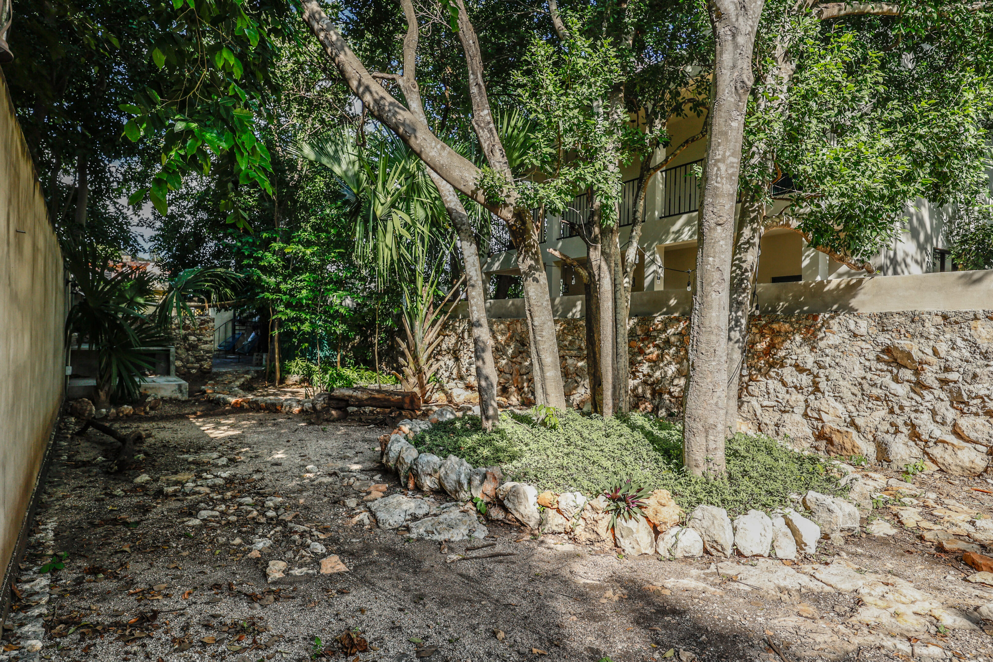 A tree is in the middle of a stone wall.