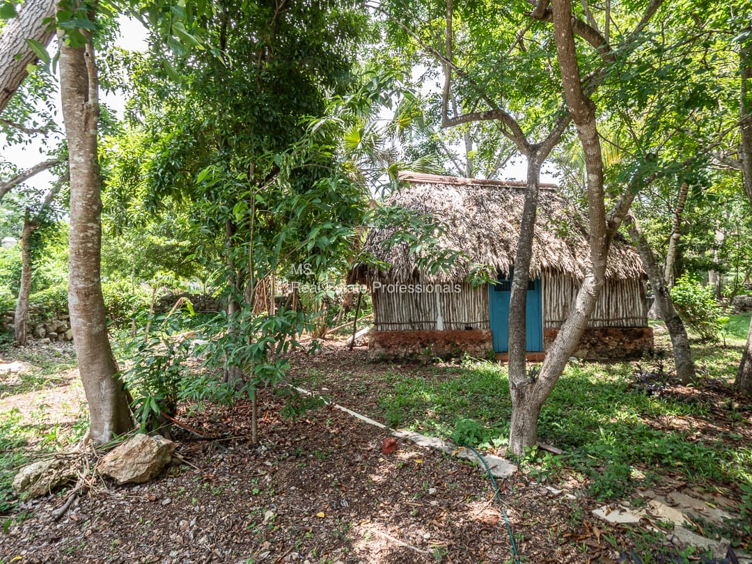 A house with a thatched roof in the middle of a forest.