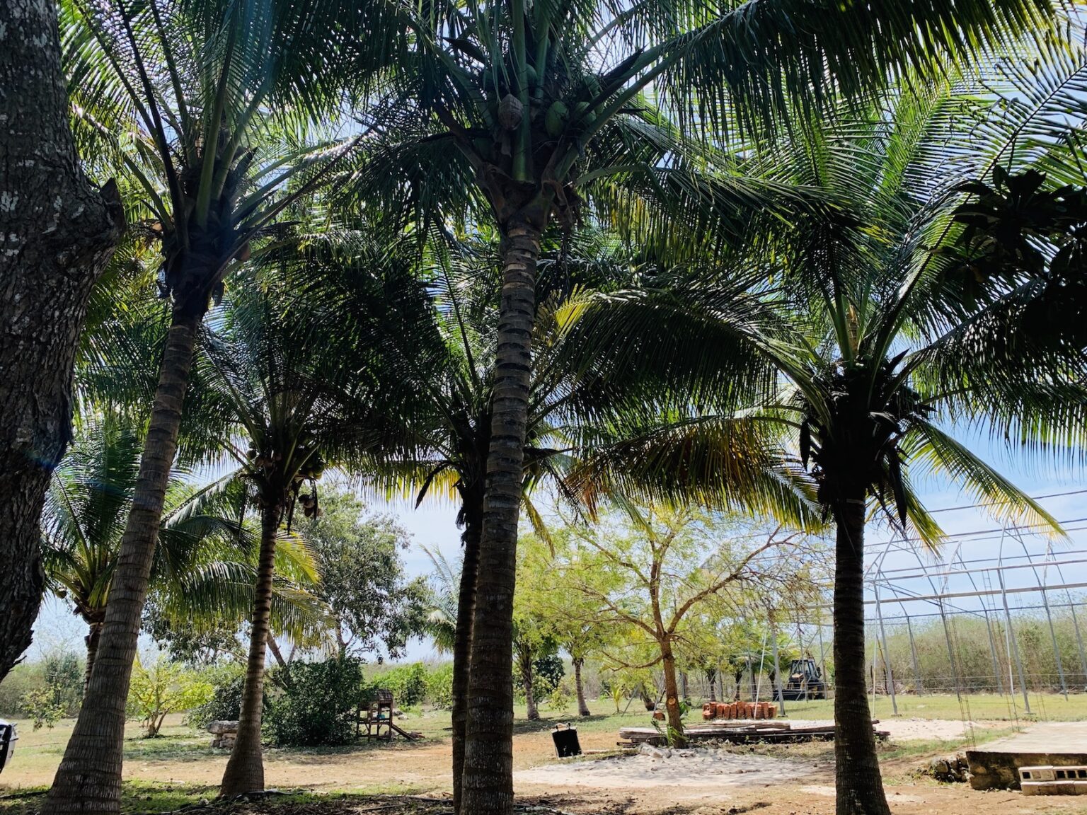 A group of palm trees in the middle of a park.