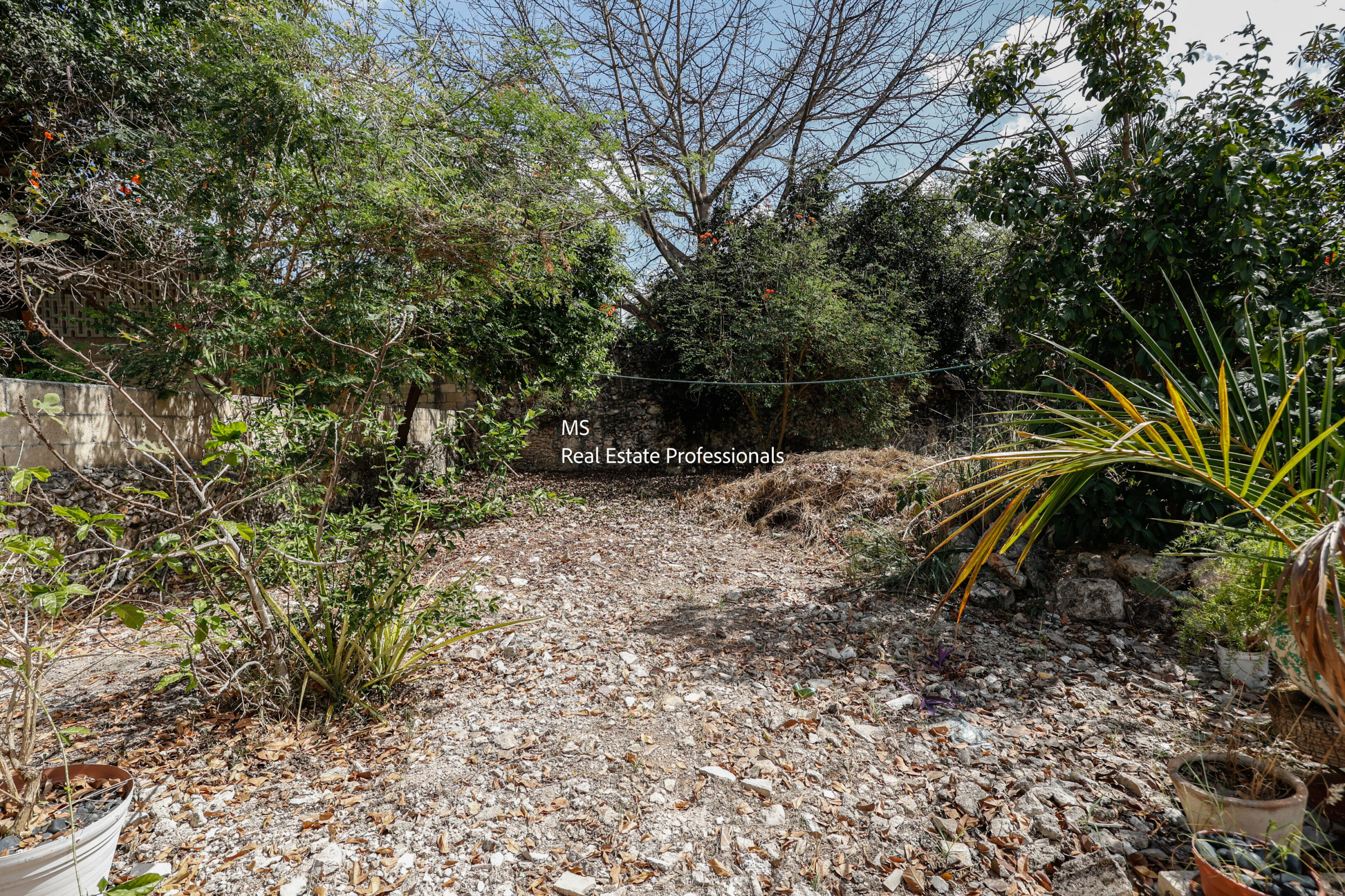 Overgrown backyard with rocky ground.