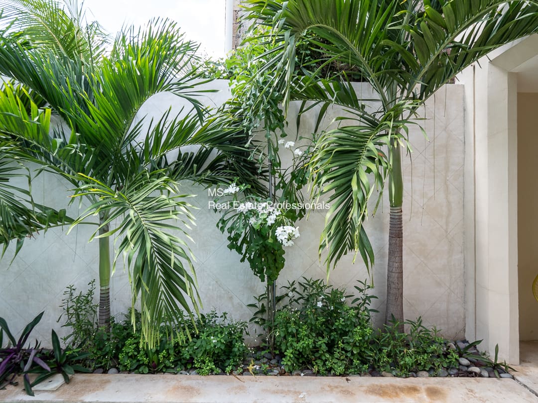 Tropical garden with palm trees.