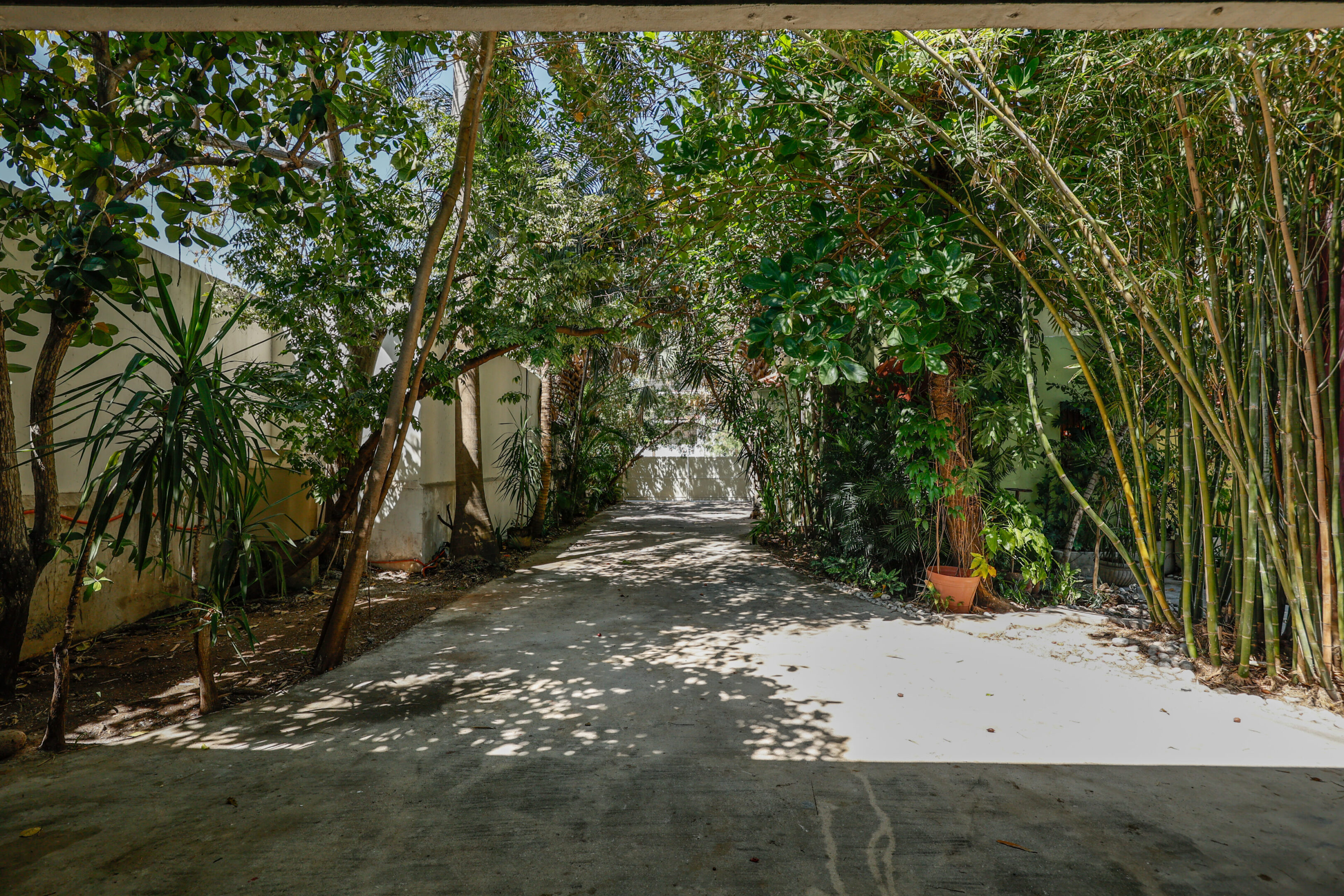 Sunlit path through lush tropical garden.