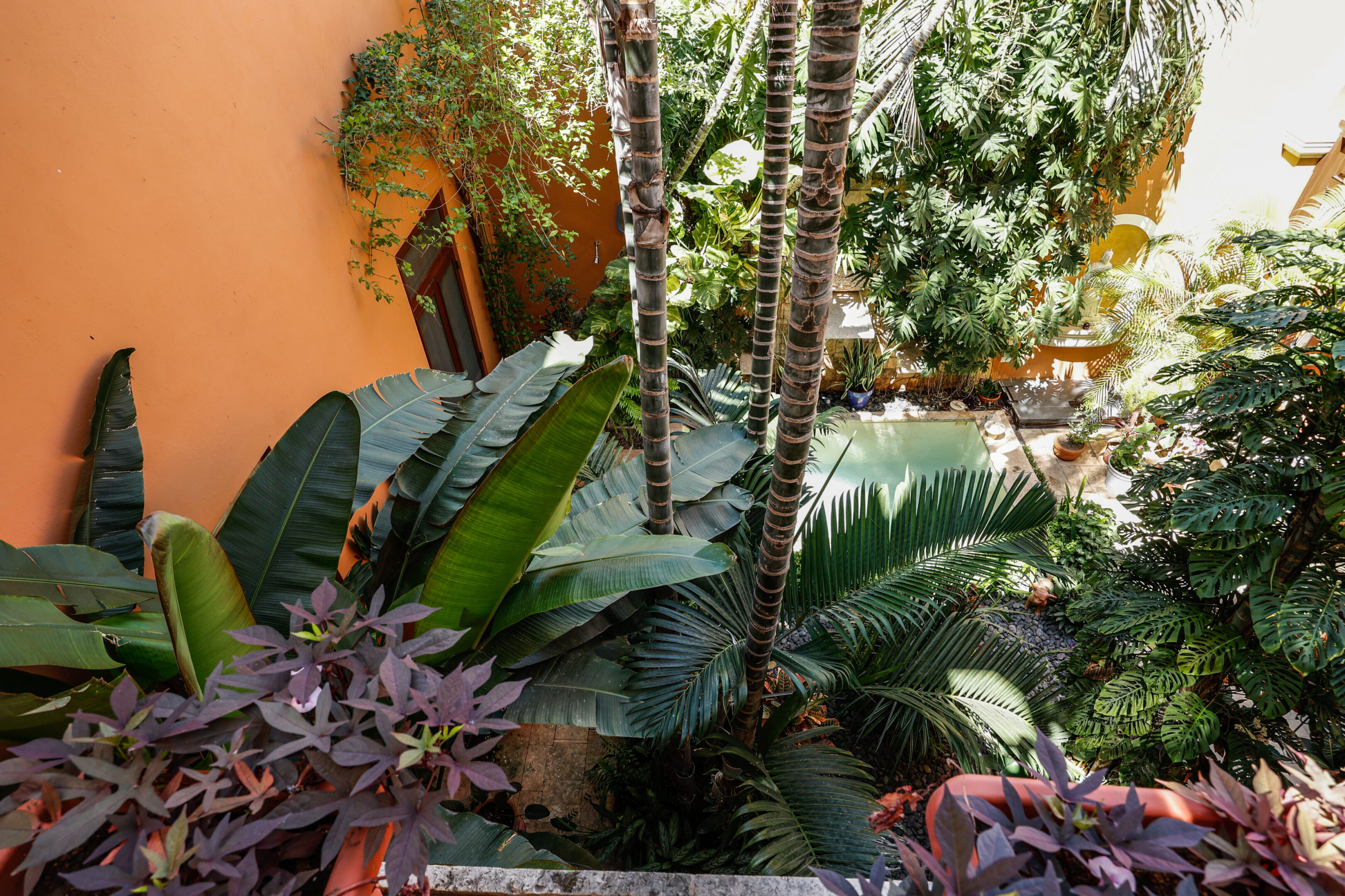 Lush tropical courtyard with pool.