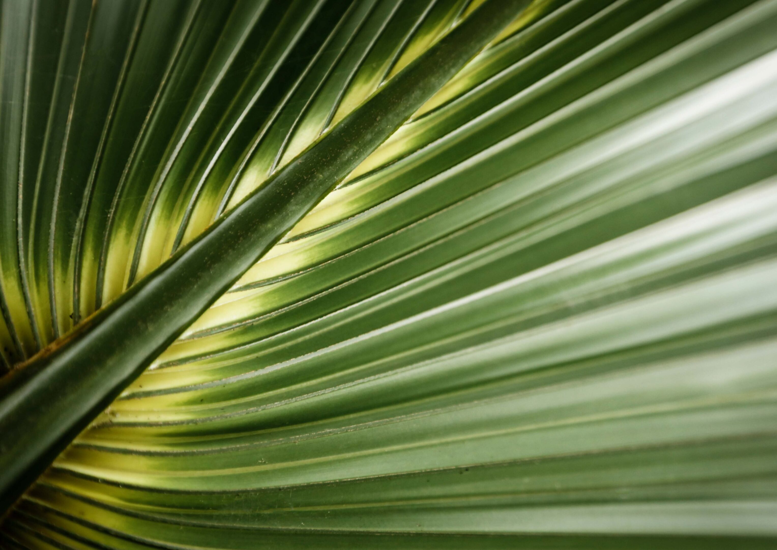 Close-up of green palm leaf veins.