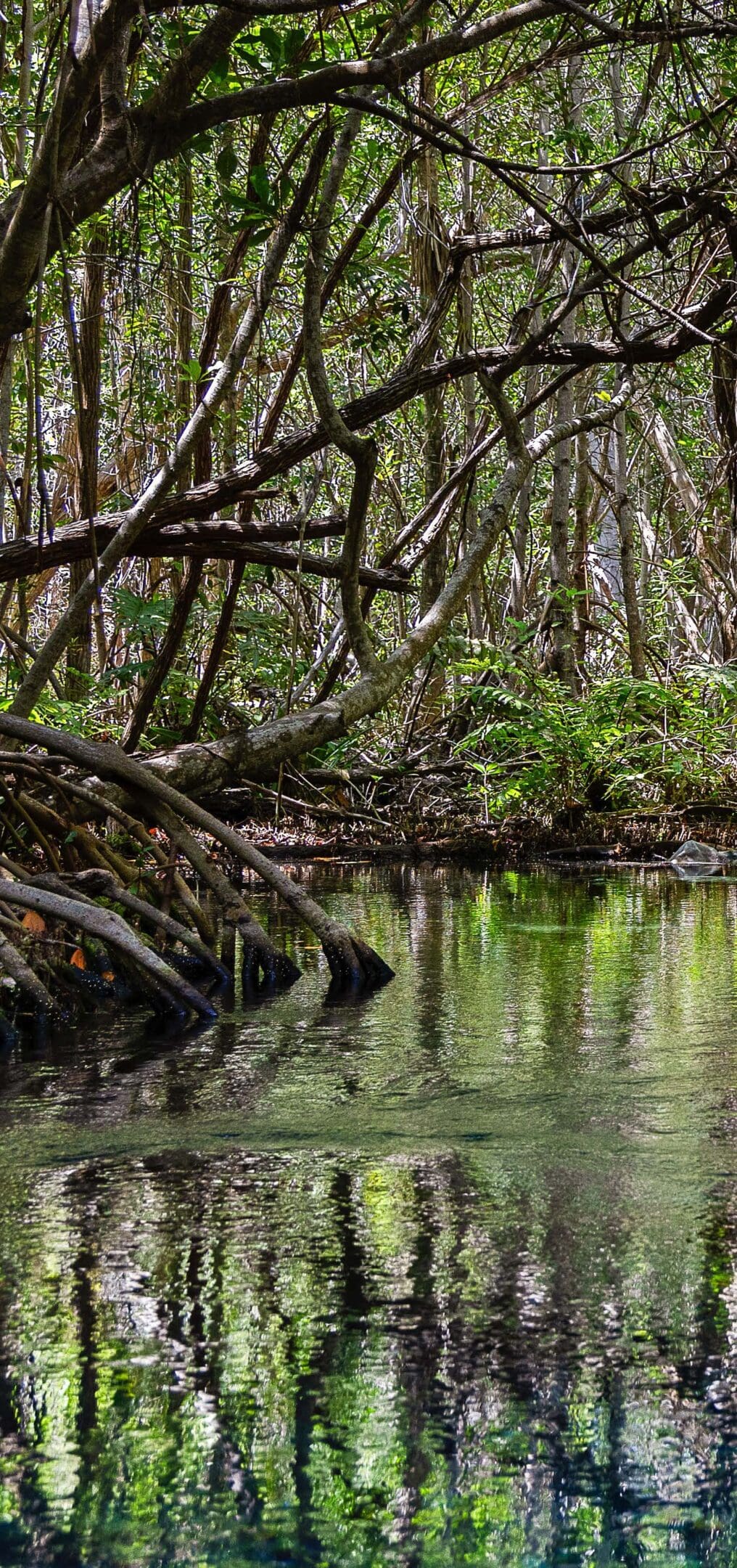 A calm mangrove forest with water reflecting the trees.