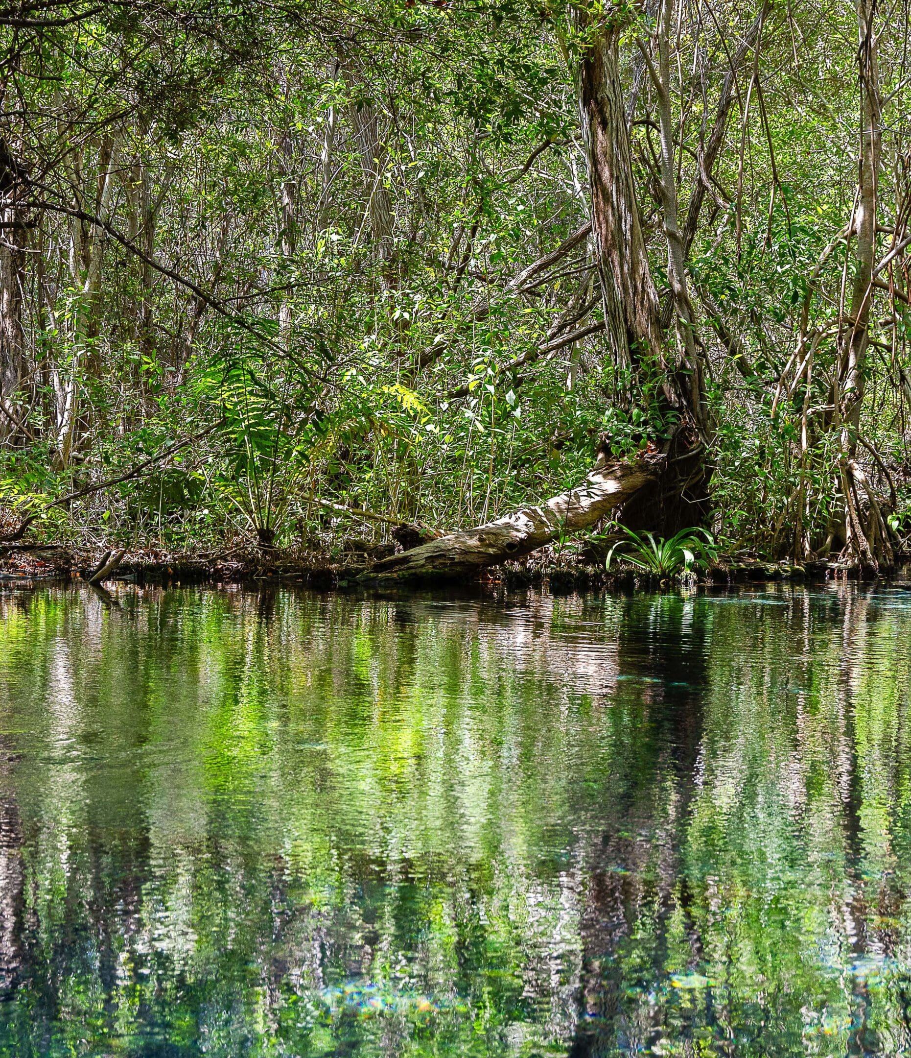 A calm forested river with clear reflections.