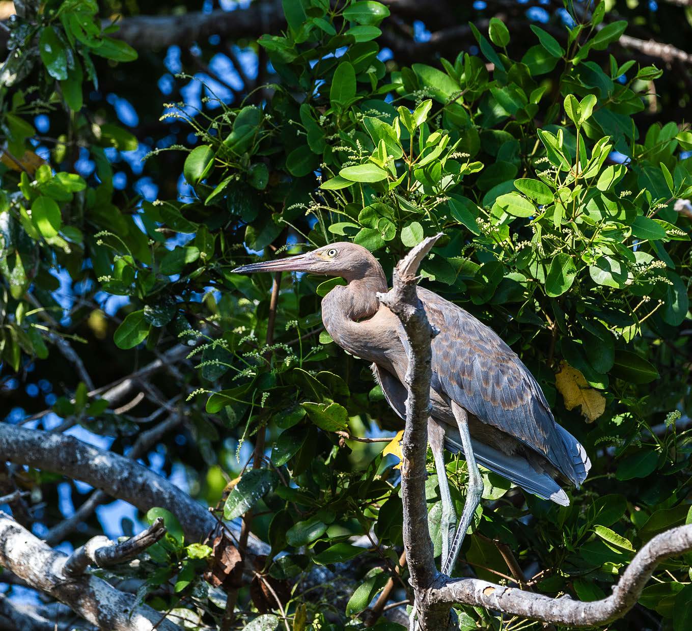A large bird perched on a tree branch with green leaves in the background.