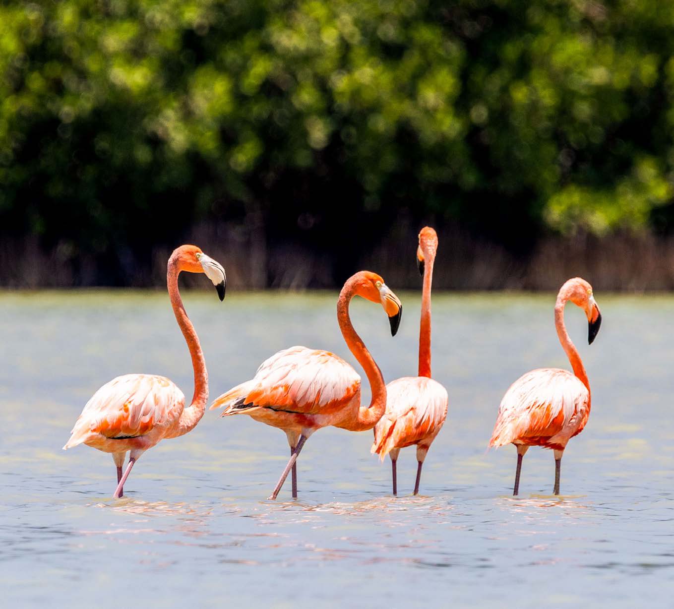 Four flamingos standing in shallow water with green foliage in the background.