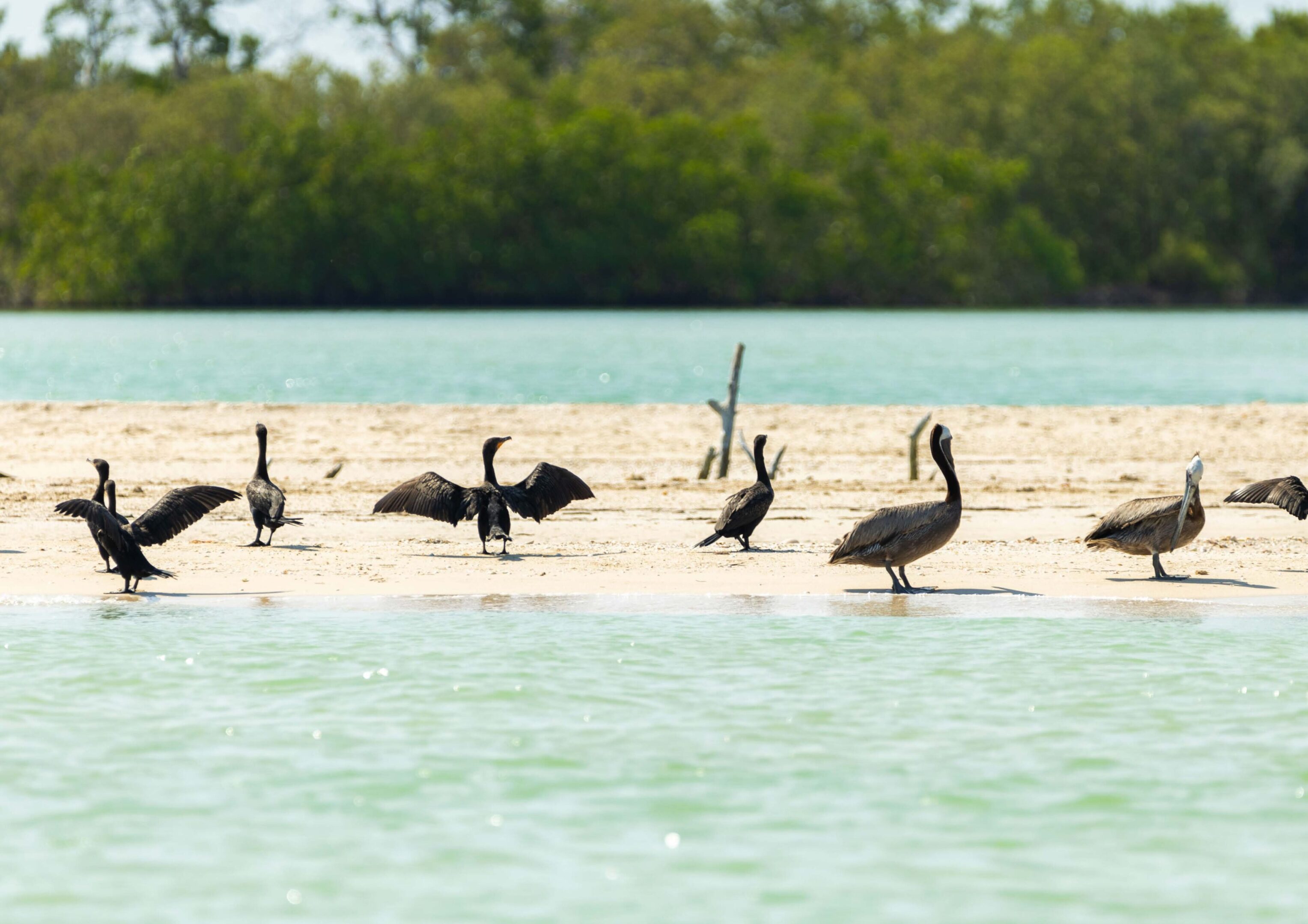 A group of birds standing and spreading wings by the water.