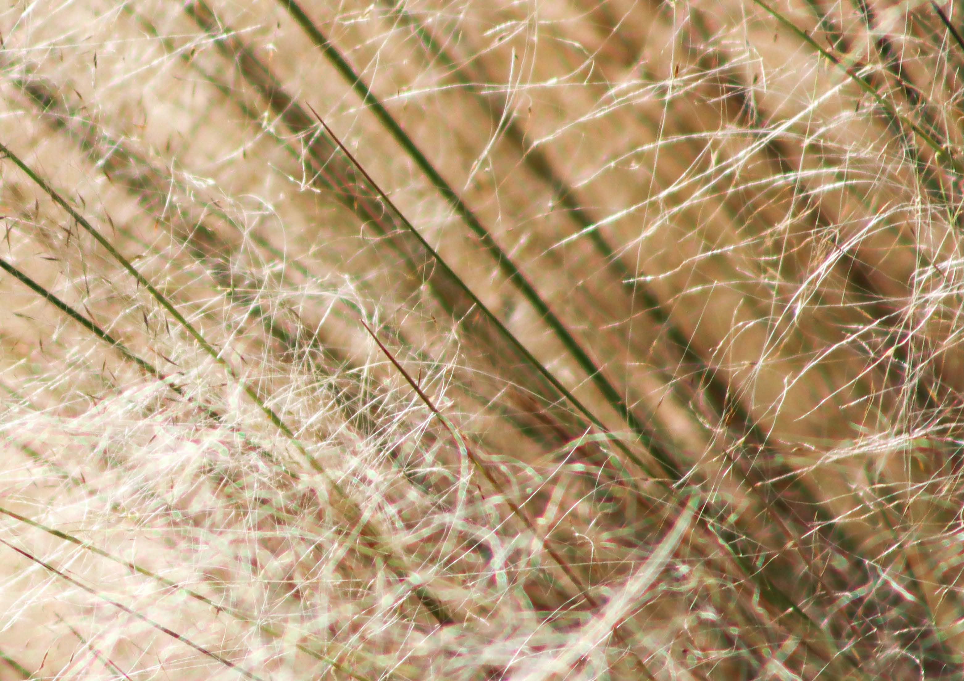 Close-up of hair strands on the scalp with visible skin and follicles.