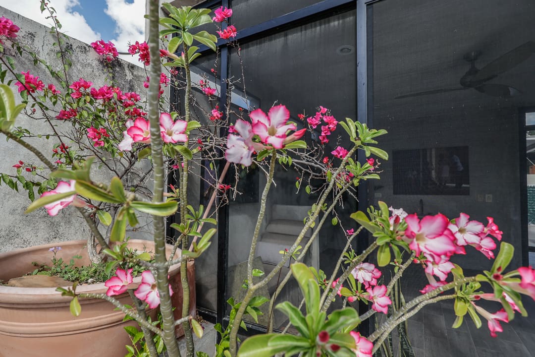 Pink and white flowers blooming on a plant near a dark fence.