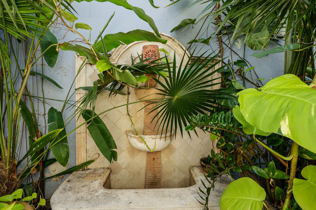 Indoor plants surrounding a stone fountain with a lion head spout.
