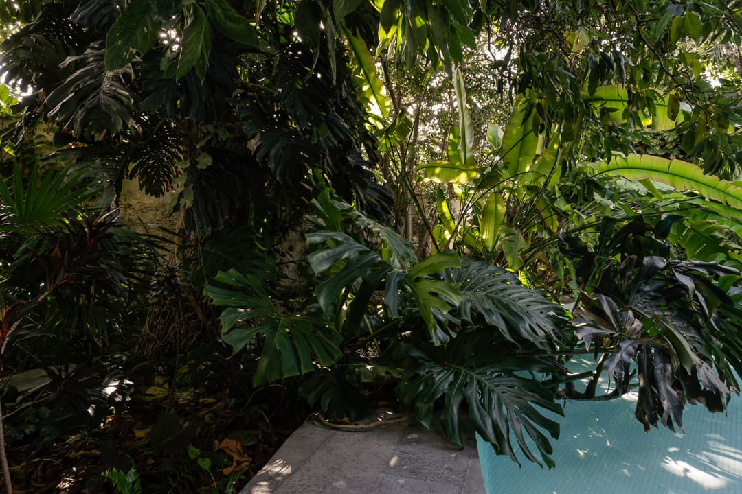 A lush indoor garden with large green plants and a small water feature.