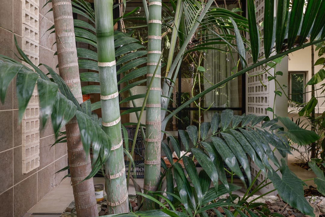 Dense tropical greenery featuring bamboo and large palm leaves.