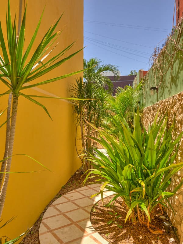 A sunlit garden path lined with green plants and a yellow wall.