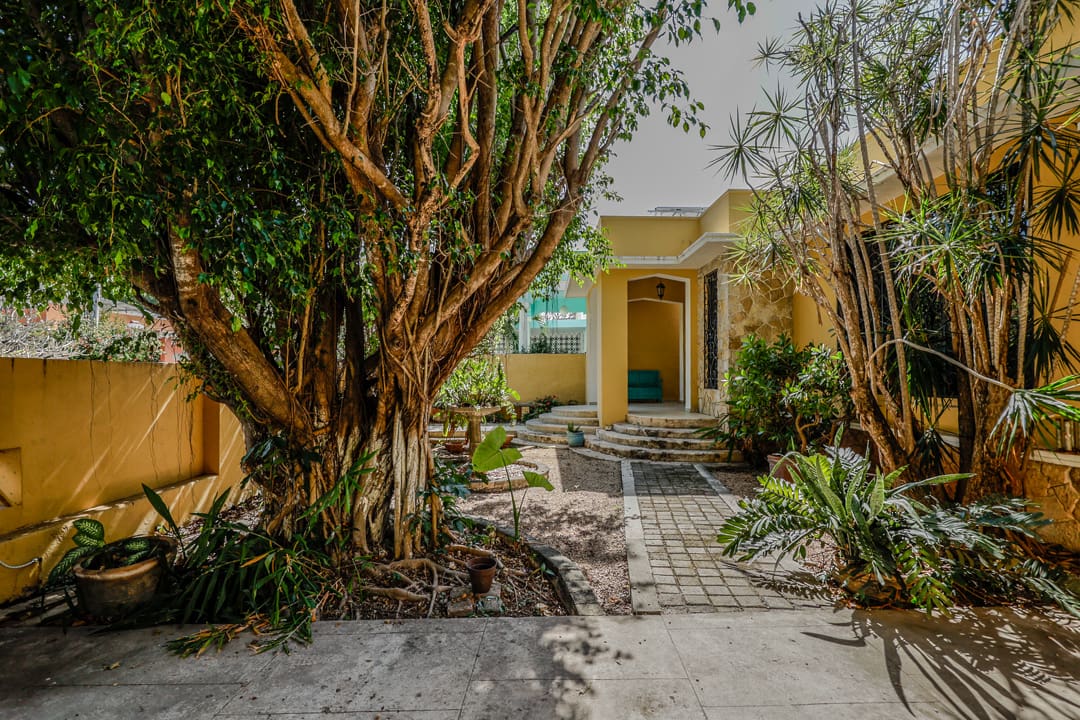 A serene courtyard with a large tree and a pathway to a yellow building.