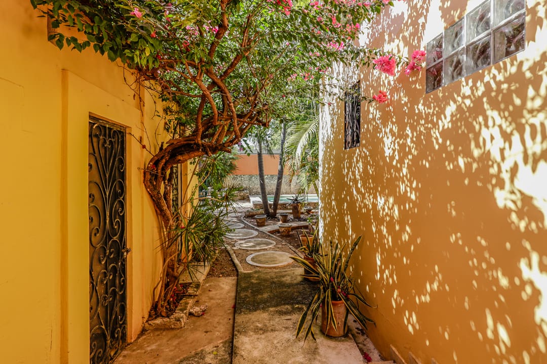 A charming narrow alley with sunlit yellow walls and blooming trees.