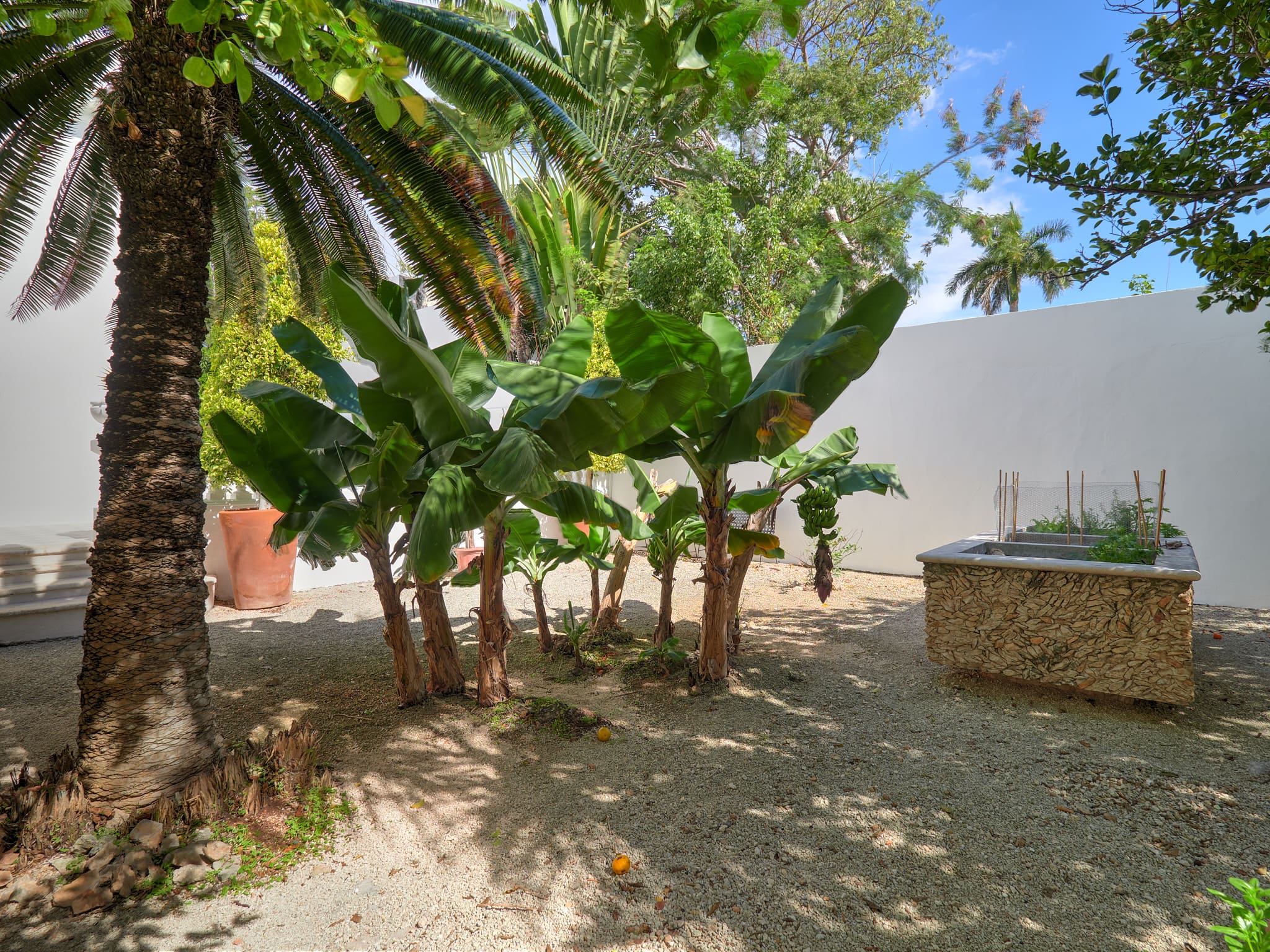 A sunny backyard with palm and banana trees beside a white wall.