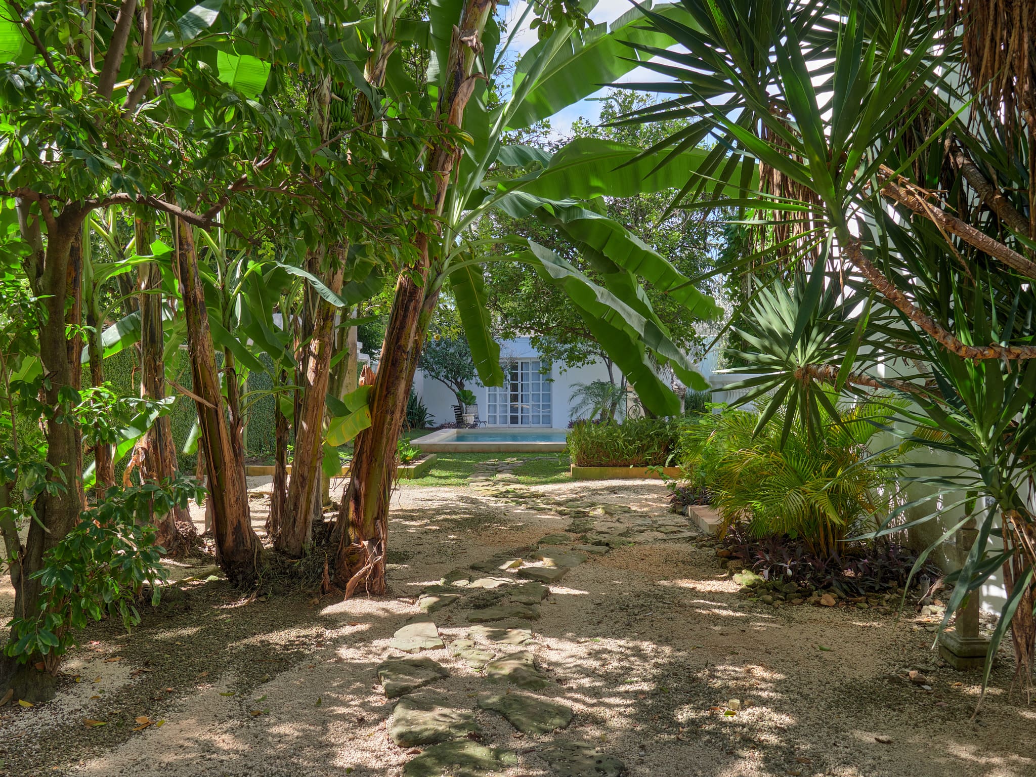 A tropical garden with palm trees and a building in the background.
