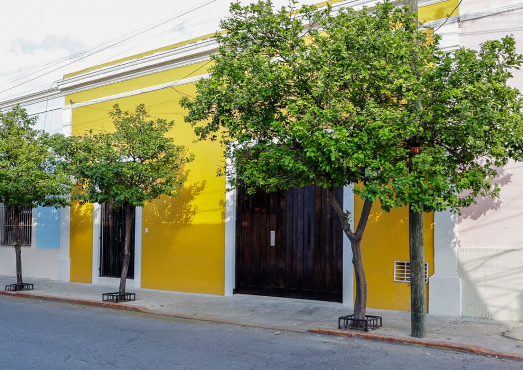 Bright yellow building facade with two orange trees in front.