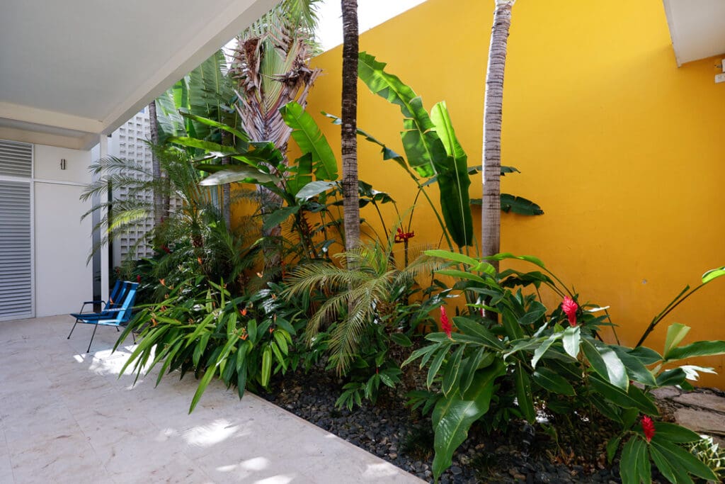 Lush tropical plants thriving against a vibrant yellow wall in a garden.