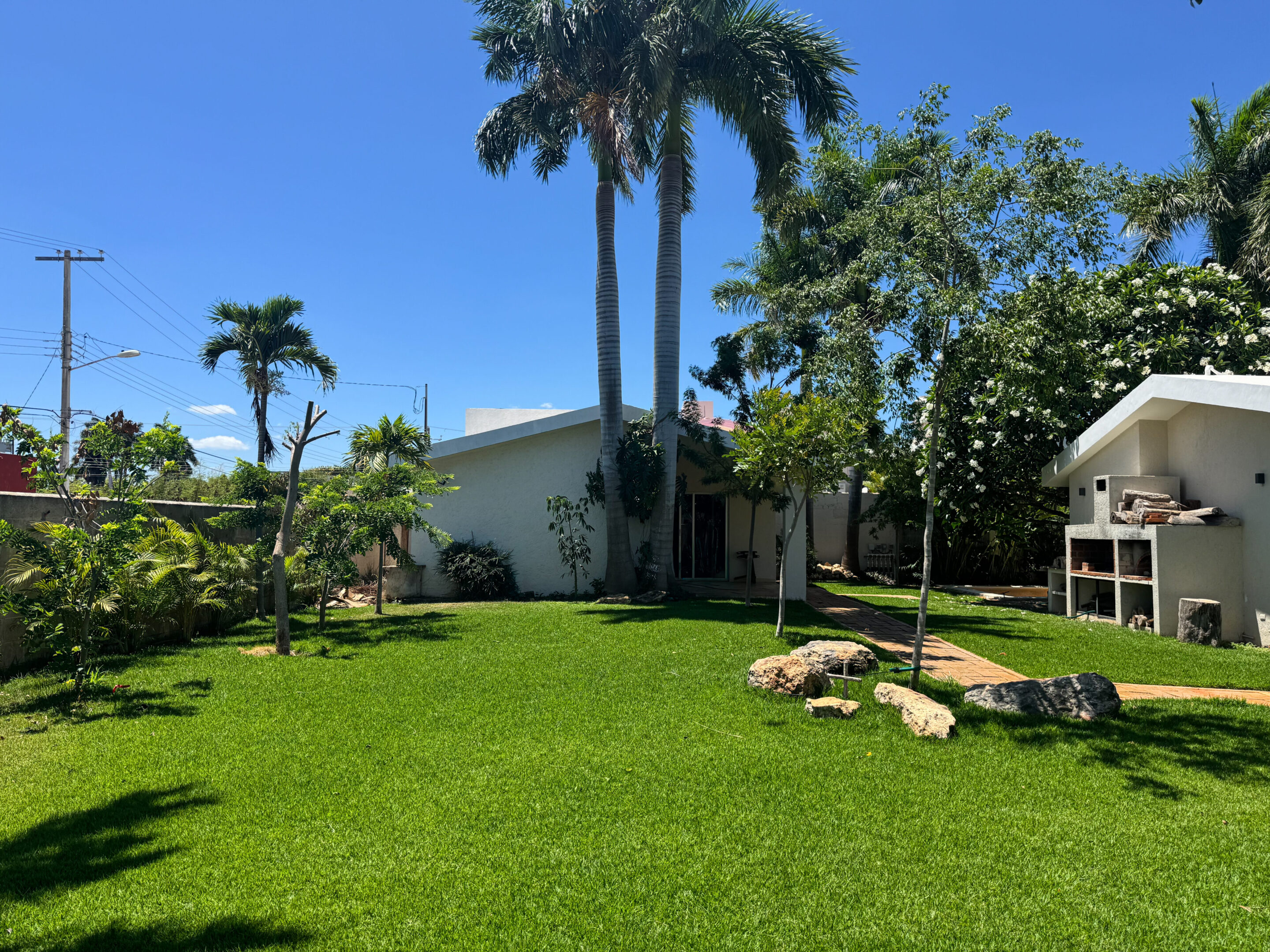 A sunny backyard with green grass and palm trees.