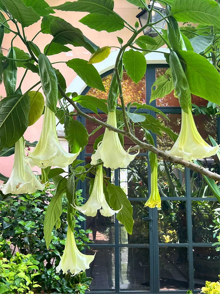Hanging white angel's trumpet flowers by window