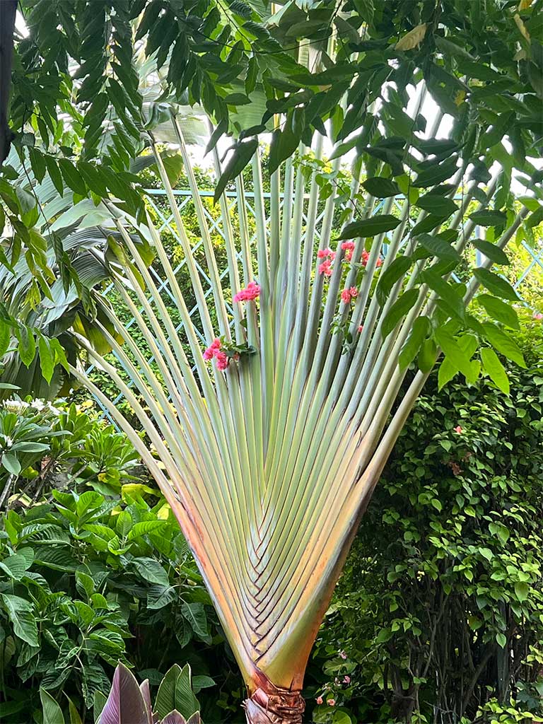 Traveler's palm with pink flowers in garden