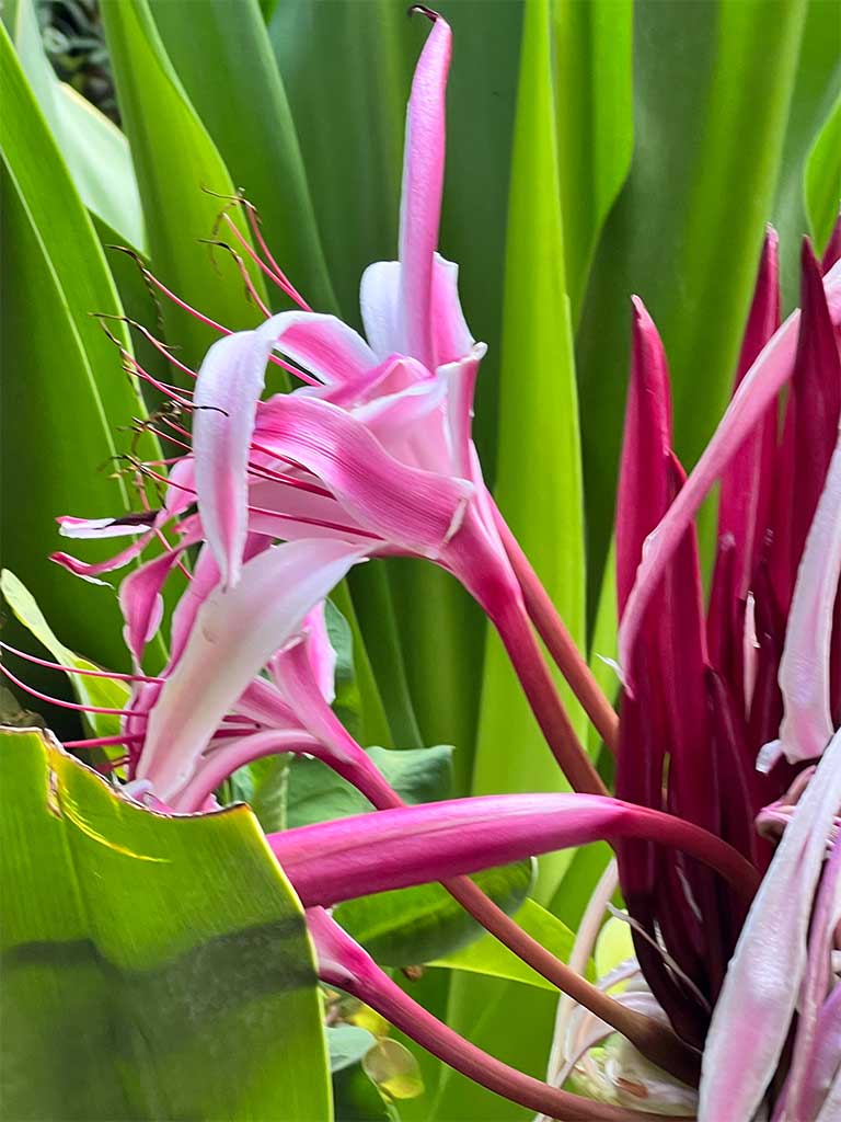 Pink tropical flower with green foliage