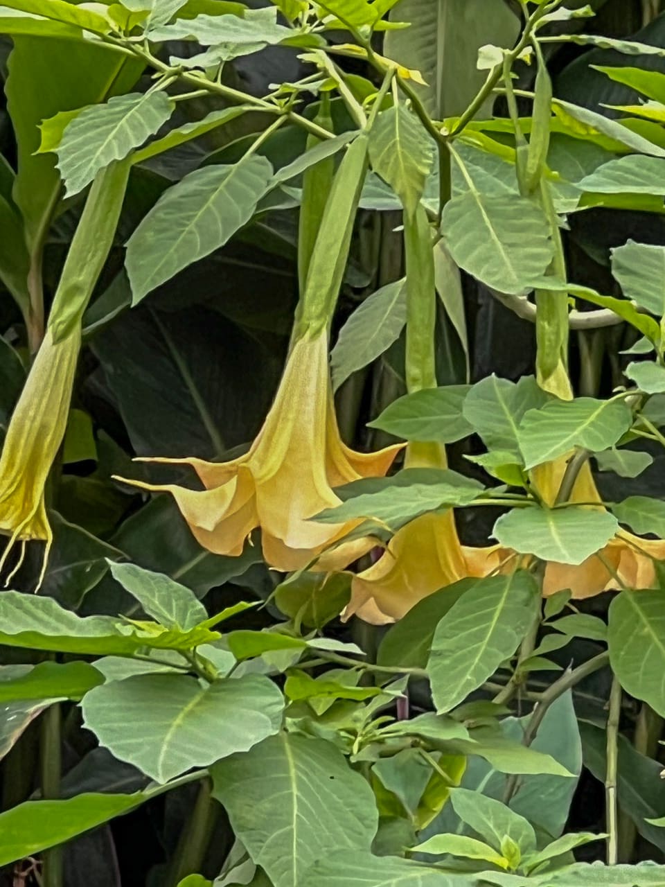 Yellow angel's trumpet flowers hanging among leaves