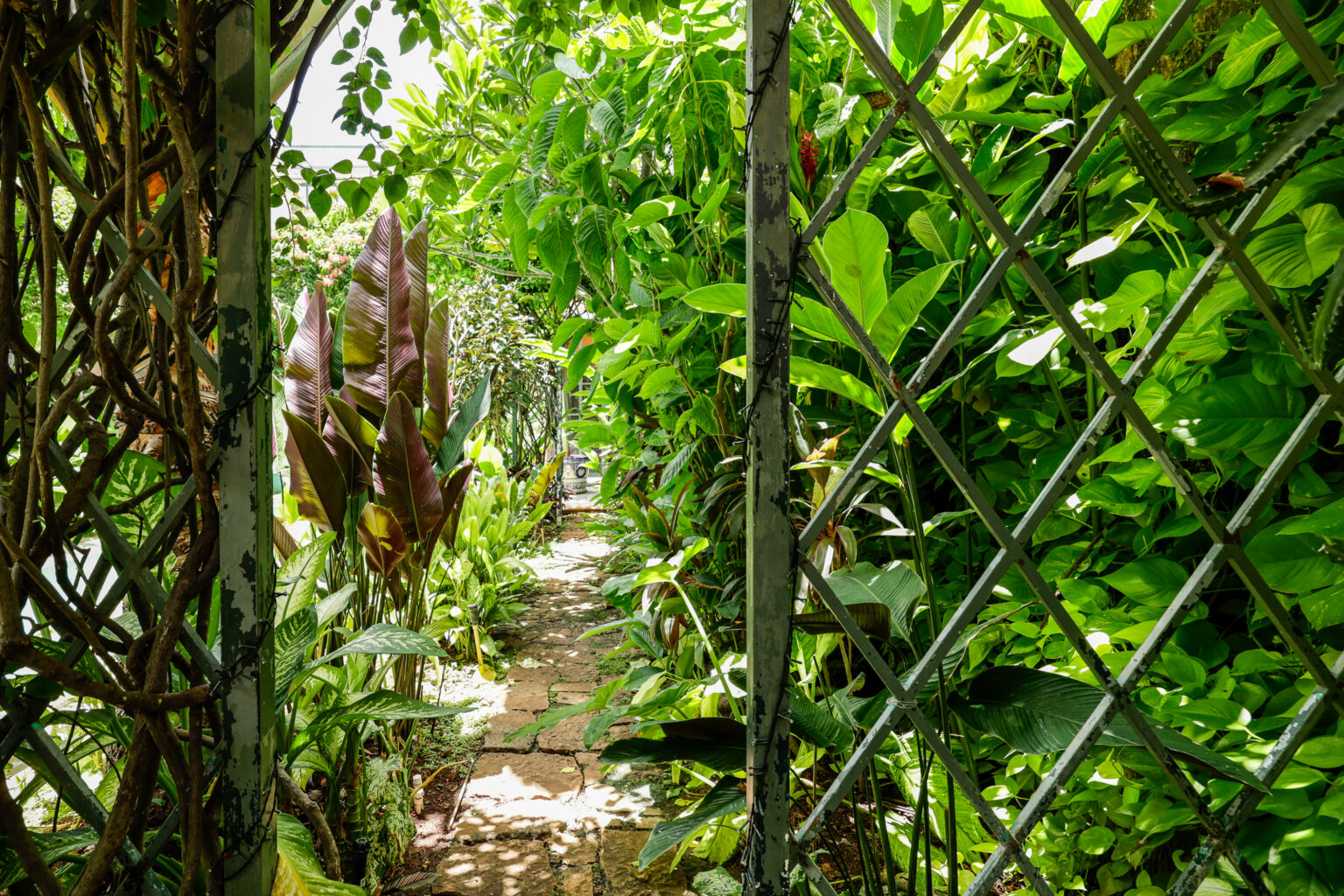 Narrow stone path through lush tropical garden