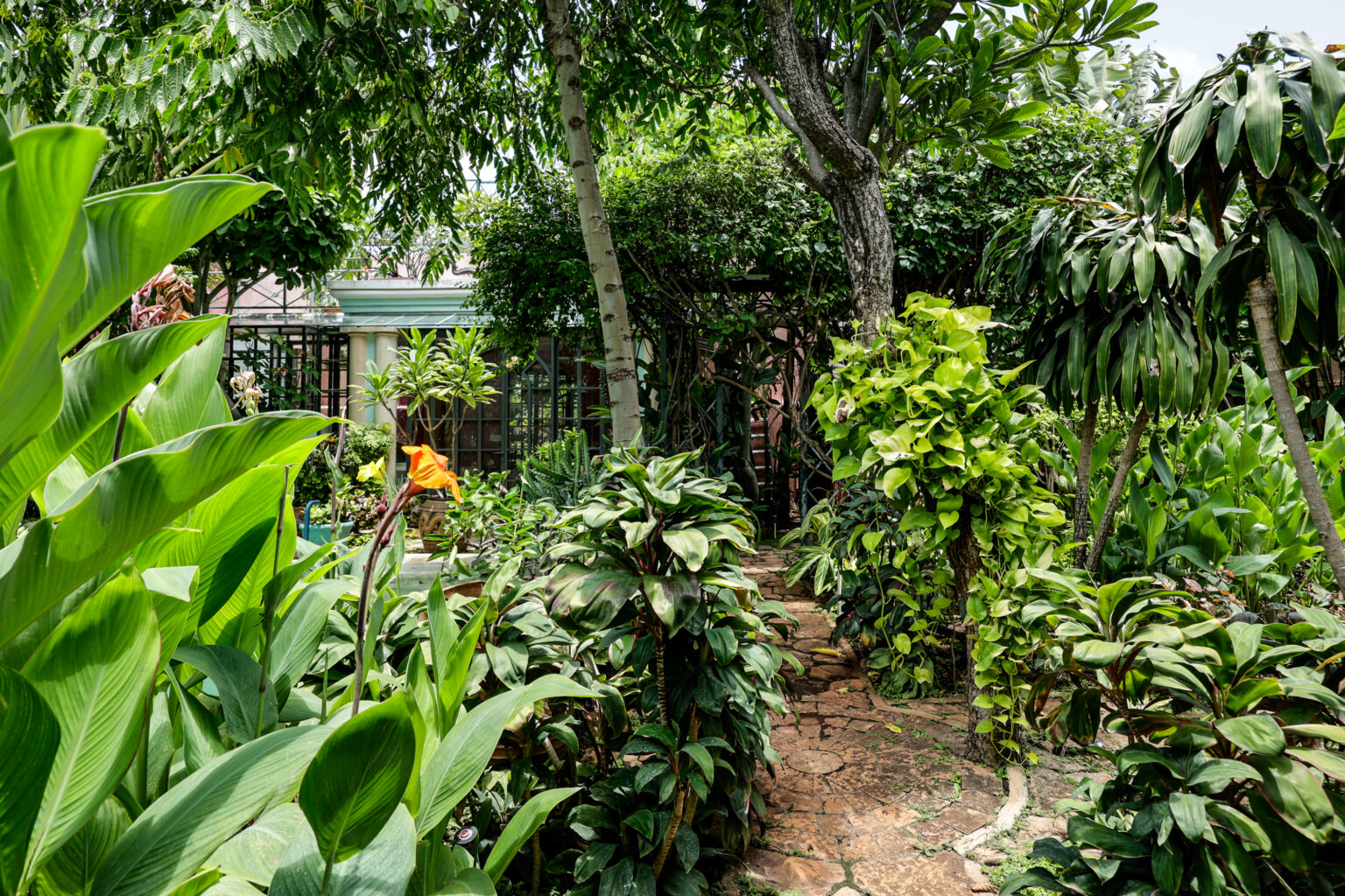 Lush garden pathway surrounded by tropical plants