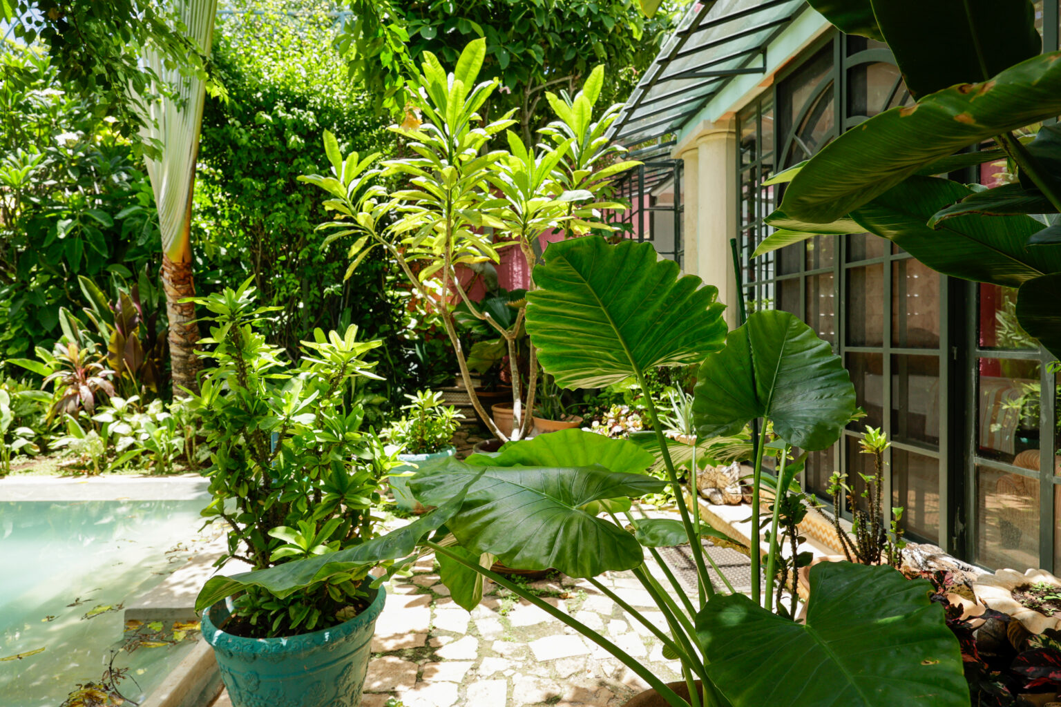 Lush tropical patio with large potted plants