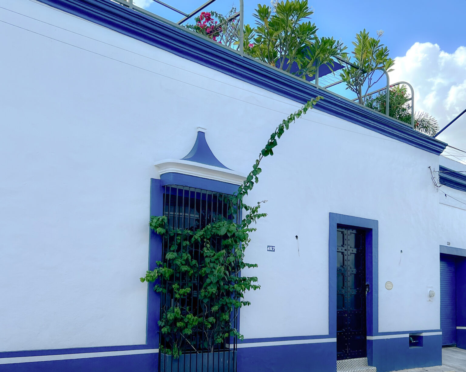 White house with blue trim and climbing vine